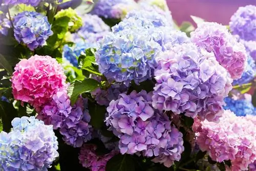 Hydrangea katika zambarau: hatua kwa hatua hadi rangi ya ndoto yako