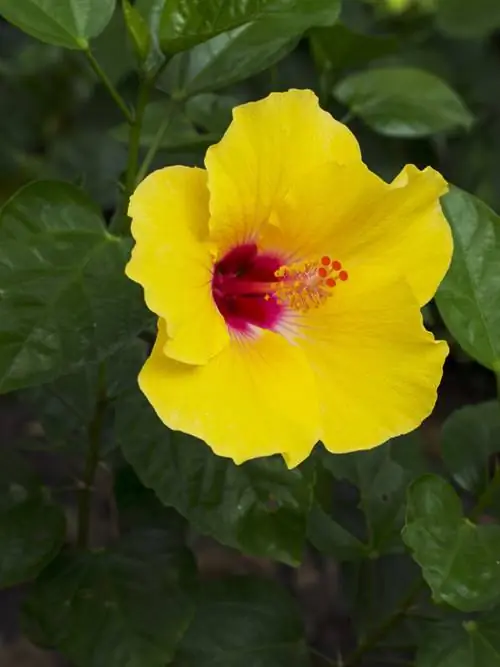 Cuidado de hibisco