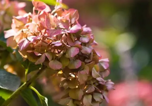 Hortensia lämnar blommor hängande: Orsaker och snabb hjälp