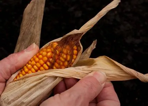 Grains de maïs sucré