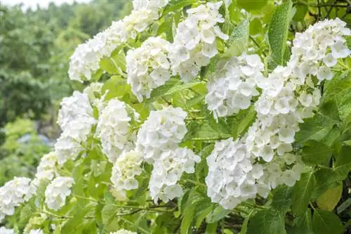 Hydrangea мөнх ногоон