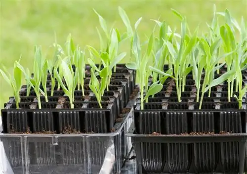 Il mais dolce in giardino: passo dopo passo verso il dolce piacere