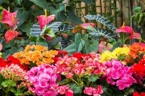 Begonia varieties: These species are easy to care for and decorative