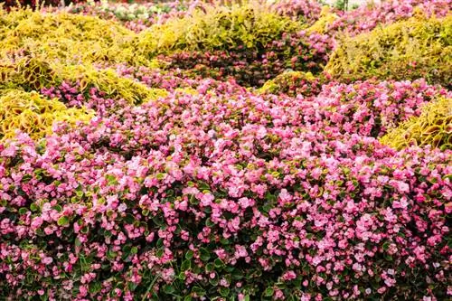 Qışda begonias