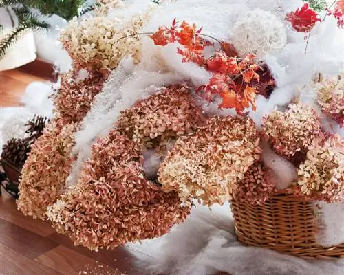 Overwinter de hortensia in een pot