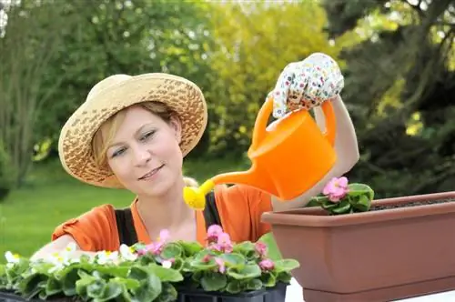 Begonia plassering