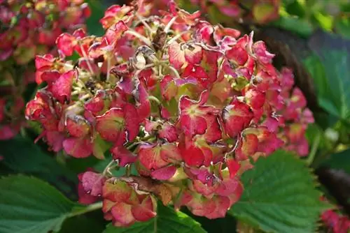 Hortensia rød