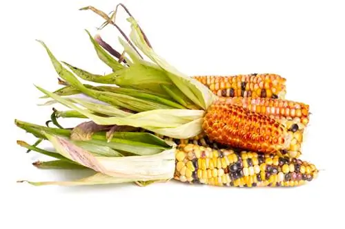 Sweet corn species