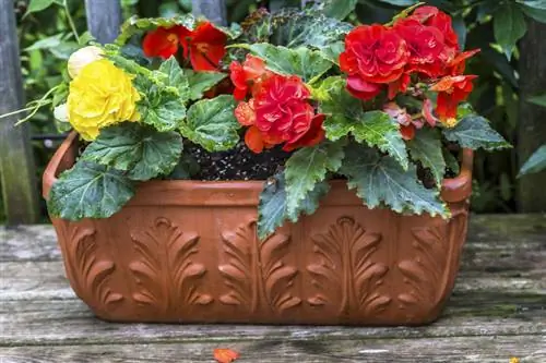 Overwinter tuberous begonias