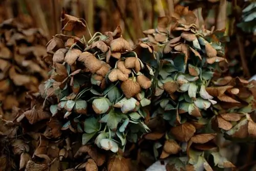 Salva la hortensia: así es como puedes ayudar a la planta atrofiada