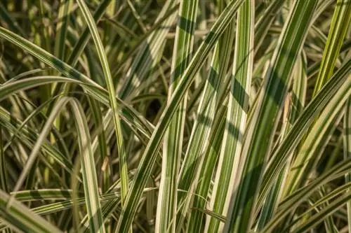 Japanse zegge goed verzorgen: water geven, bemesten en snijden