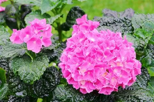 Hydrangea problemi: Bataqlığın müəyyən edilməsi və həlli