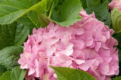 Hydrangea merah muda: petunjuk perawatan untuk warna-warna cerah