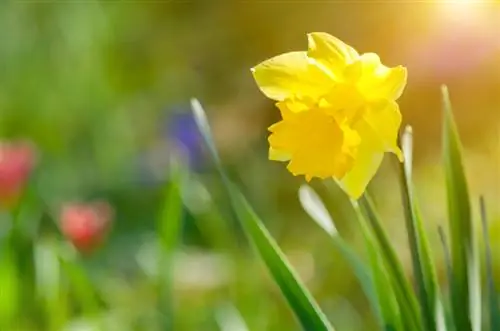 Daffodils nyob rau hauv lub vaj: profile, flowering lub sij hawm thiab kev saib xyuas