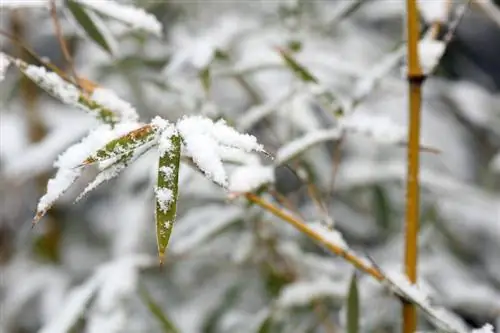 Winterharde bamboe: de beste soorten voor in de tuin