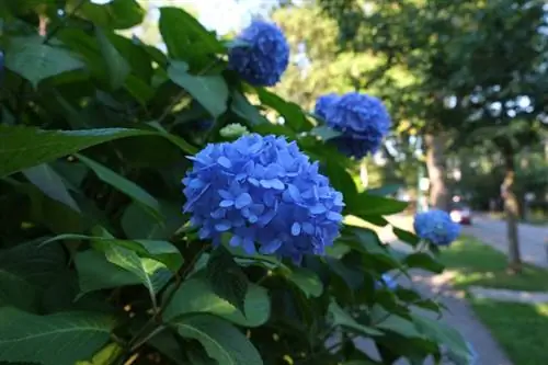 Hortensia's in die skadu: Dit is hoe hulle floreer ten spyte van min son