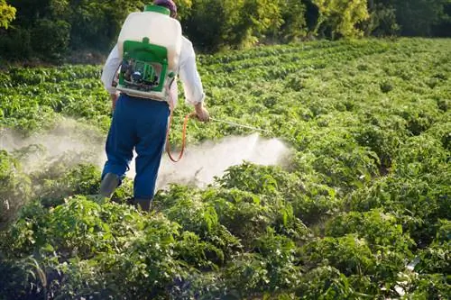 Bestryding van duizendknoop: effektiewe metodes en wenke