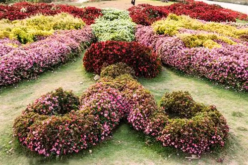 Begonia omsorg