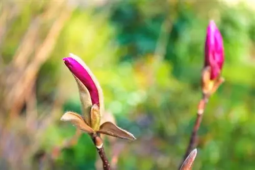 Cvet magnolije: pravilno negujte in zaščitite popke