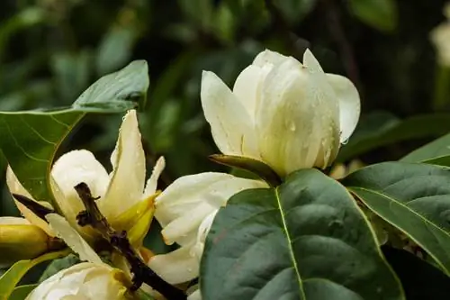 Bolezni magnolije: Kaj storiti glede pegavosti listov in plesni?