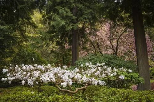 Magnolia's voor kleine tuinen: welke soorten blijven compact?