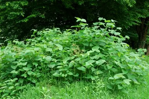 Tshem tawm knotweed