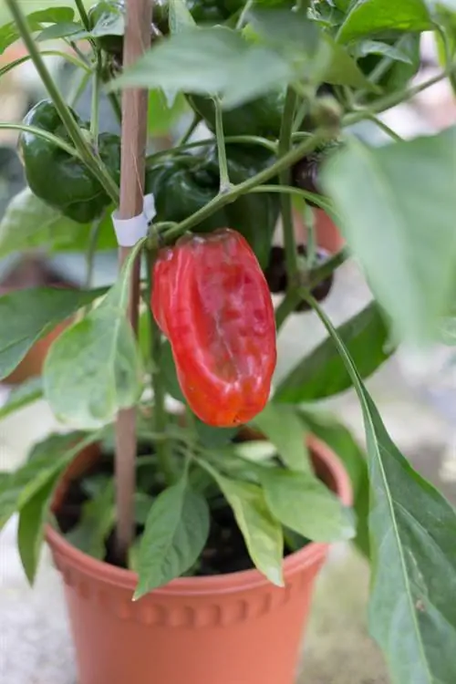 Pimientos en maceta: así prosperan de forma óptima en el balcón y la terraza