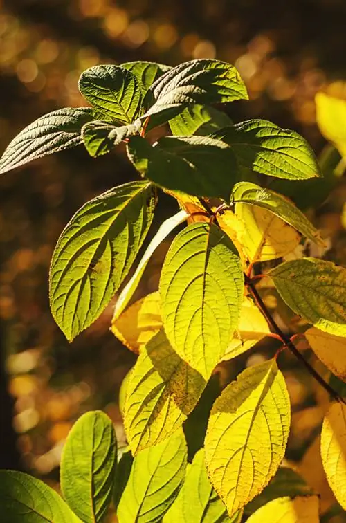 Hortensia verbrande bladeren