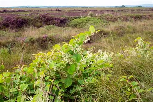 Removendo Knotweed japonês: métodos e dicas eficazes