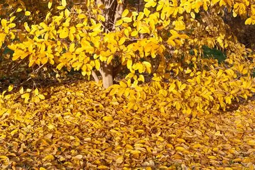 Potatura della magnolia in autunno: quando conviene?