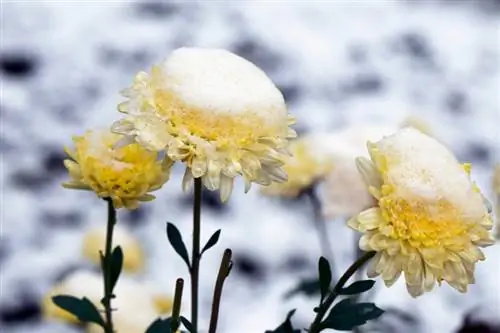 Chrysanthemums nyob rau hauv lub caij ntuj no