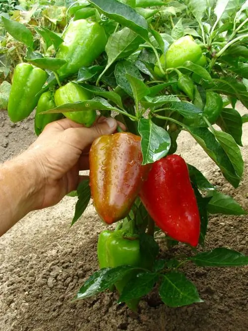 Plant peppers