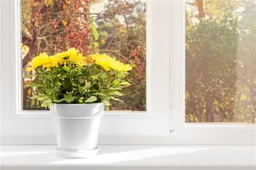 Chrysant in de kamer