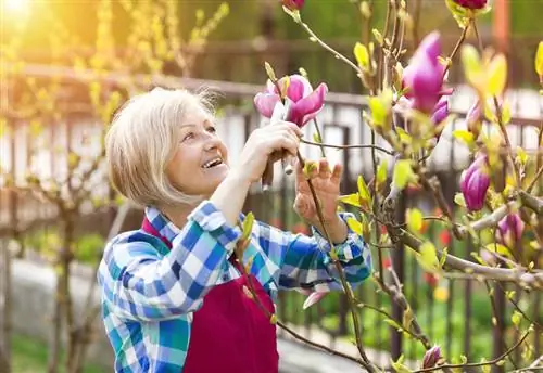 Magnolijų pjovimas: optimalus laikas ir procedūra