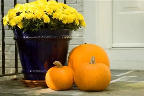 Chrysanten in de herfst