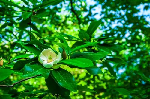 Magnolia aangetast door meeldauw? Hoe u uw plant kunt redden