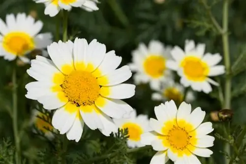 Chrysanthemum coronarium