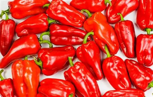 Paprika finomítása: lépésről lépésre a siker felé