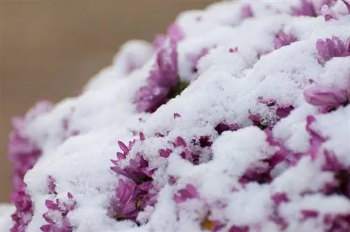 Chrysanthemums katika majira ya baridi