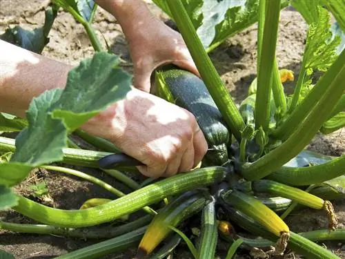 Fertilizzare le zucchine