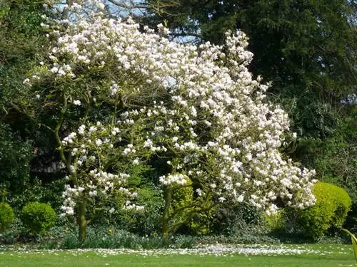 Magnolia debajo de la planta