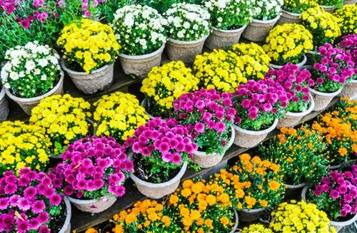 Chrysanthemum potted plants