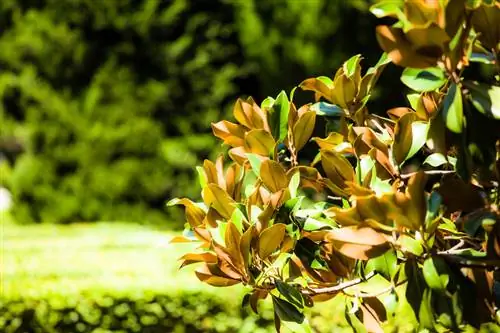 Ayuda, mi magnolia está perdiendo hojas: ¿qué puedo hacer?