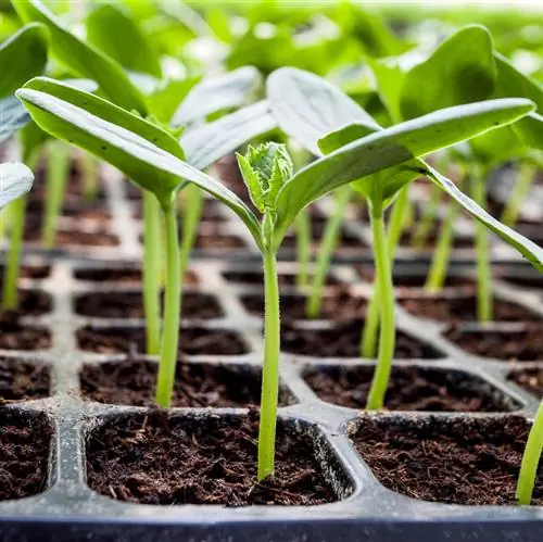 Kukuza zucchini: hatua kwa hatua kwa mboga zako mwenyewe