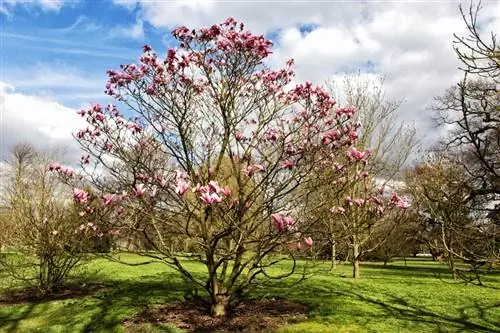 Magnolias στον κήπο: Ποια τοποθεσία είναι ιδανική;