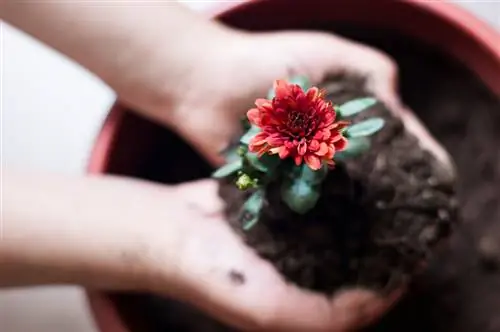 Plantes joves de crisantem: consells per a una cura exitosa