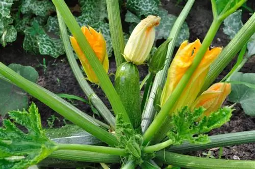 Zucchini balcony