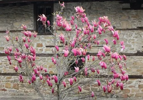 Rast magnolije: savjeti za bujno cvjetanje