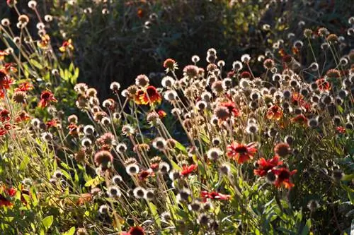 Chrysanthemum seed pods