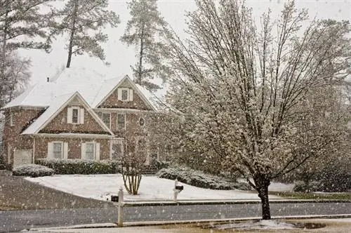 Magnolia in de winter